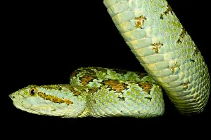 Central Prints: Blotched Palm Pitviper