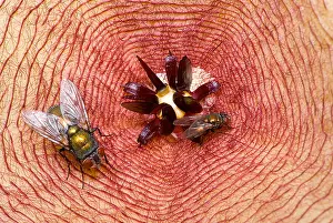 Beetle Prints: Blowflies on Stapelia