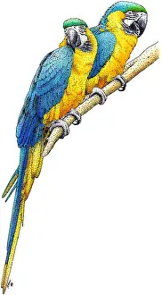 Psittacidae Prints: Blue-and-yellow Macaws