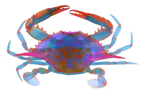 Arthropod Prints: Blue Crab, X-ray