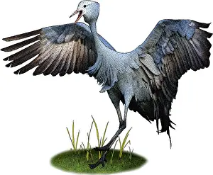 Animals Prints: Blue Crane, Illustration