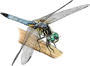 March Prints: Blue Dasher, Illustration