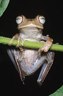 Hanging Prints: Blue-flanked Tree Frog