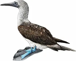 Galapagos Prints: Blue-footed booby