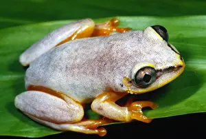 2004 Prints: Blue back frog, Madagascar