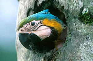 Tree Prints: Blue and Gold Macaw
