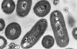 Micro Prints: Blue-Green Algae, TEM