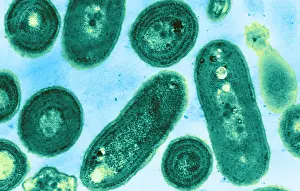 Micro Prints: Blue-Green Algae, TEM