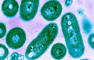 Micro Prints: Blue-Green Algae, TEM