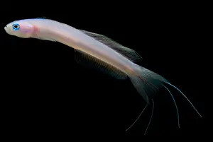 Community Prints: Blue Hana Goby