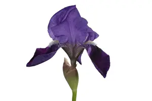 Iris Prints: Blue Iris blooming