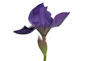 Iris Prints: Blue Iris blooming