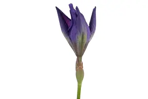 Opening Prints: Blue Iris blooming