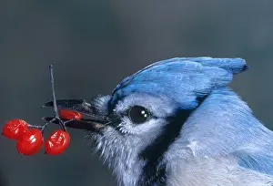 Plantae Prints: Blue Jay