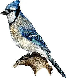 Songbird Prints: Blue Jay