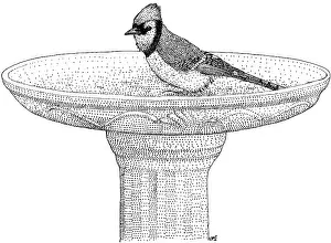 Corvidae Prints: Blue Jay Birdbath