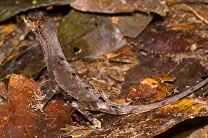 Litter Prints: Blue Lipped Anole