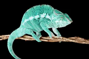 Chameleon Prints: Blue Panther Chameleon on Branch