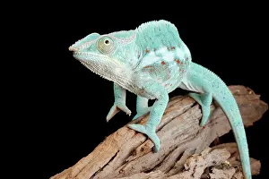 Lizard Prints: Blue Panther Chameleon on Log