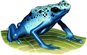 Dendrobates Prints: Blue Poison Dart Frog