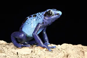 Many Science & Medical Prints: Blue Poison Dart Frog (Dendrobates azureus)