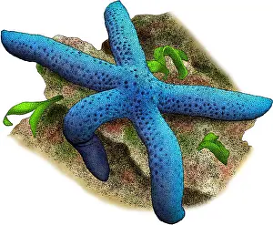 Star Prints: Blue Sea Star