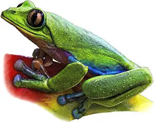 Threatened Prints: Blue-sided Leaf Frog, Illustration