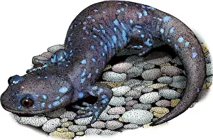 Ambystoma Prints: Blue-spotted Salamander, Illustration