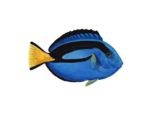 November Prints: Blue Tang (Paracanthurus hepatus)