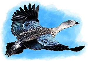 Winged Prints: Blue Winged Goose
