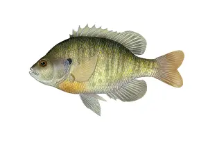 March Prints: Bluegill