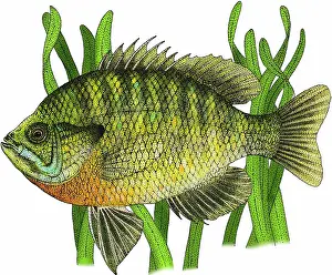 Bluegill