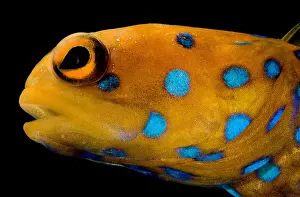 Jaws Prints: Bluespot Jawfish