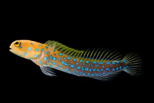 Spotted Prints: Bluespot Jawfish