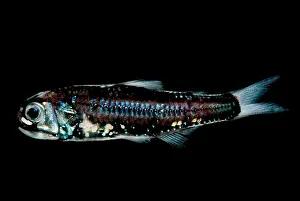Fish Prints: Blunt-face Lampfish