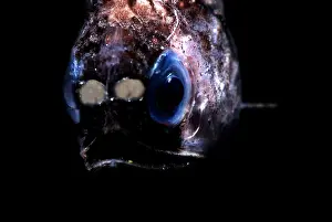 Fish Prints: Blunt Face Lampfish