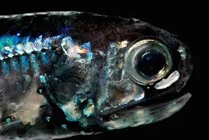 California Prints: Blunt-face Lampfish
