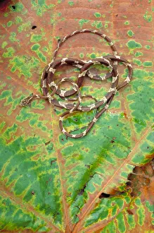 Leaf Prints: Blunt-headed Tree Snake