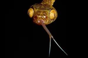 Headed Prints: Blunthead Tree Snake
