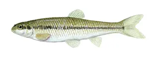 Cyprinidae Prints: Bluntnose Minnow