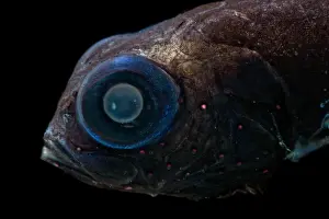 Bluntsnout Smooth-head (Xenodermichthys copei)