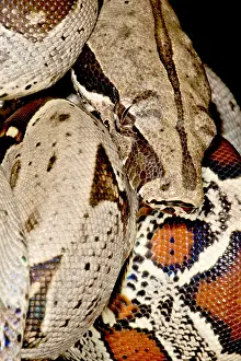Rain Prints: Boa Constrictor