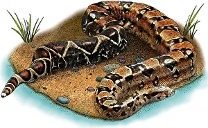 Nonvenomous Prints: Boa constrictor