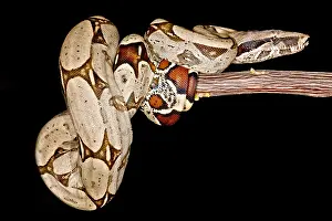 Predator Prints: Boa Constrictor