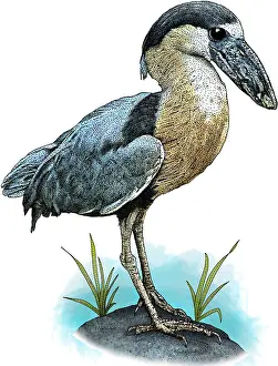 Boats Prints: Boat billed heron