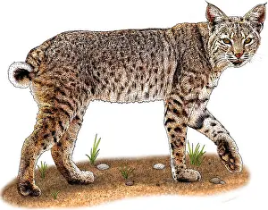Bobcat