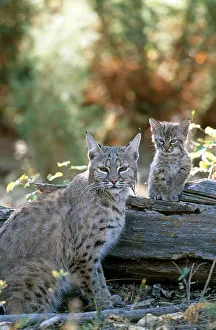 Kittens Prints: Bobcat adult and young (Lynx rufus)