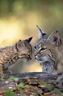 Nature, History, Science Prints: Bobcat with kitten