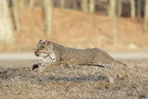 Tail Prints: Bobcat running through field
