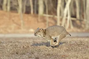 Tail Prints: Bobcat running through field